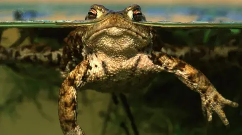 The common toad half submerged in water