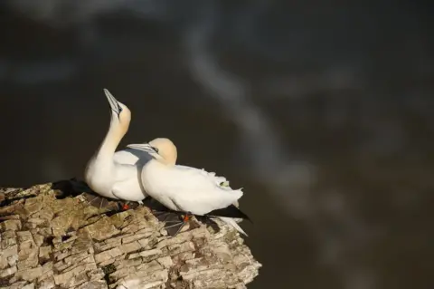 Dan Kitwood/Getty Images two jerseys, large white water birds with reddish dye on their heads, and the gray padded with black and red legs and gray gray feet, standing near some layer brown rocks. One has his head indicating the air, and the other looks forward. Dark green water is outside the focus in the background.