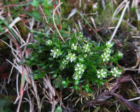 Sarah Watts Snow pearlwort