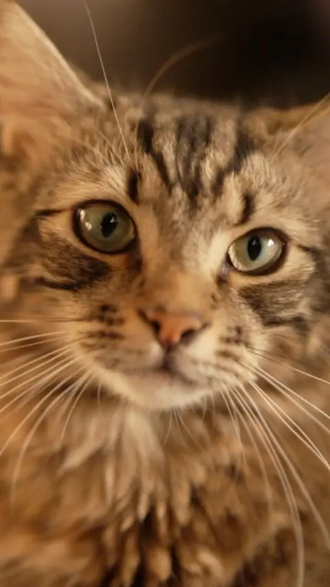 A close up of a cat with tiger stripe markings and long fur with green eyes.