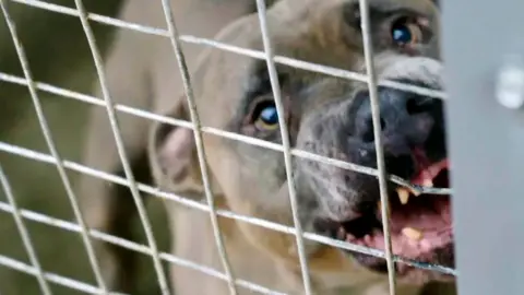 A close-up of a large brown dog baring his teeth from behind the doors of a cage