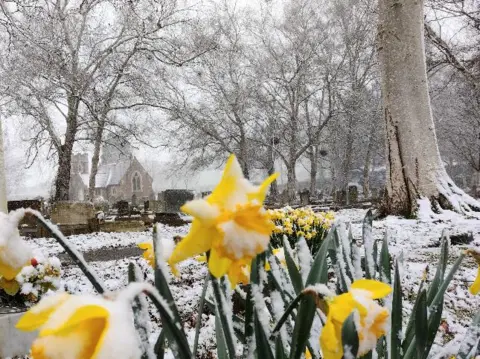 mikes lens snow on daffodils