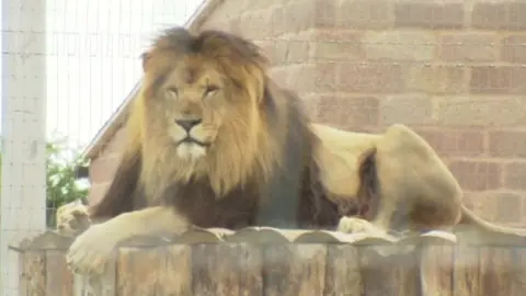 One of Andrew Riddle's lions