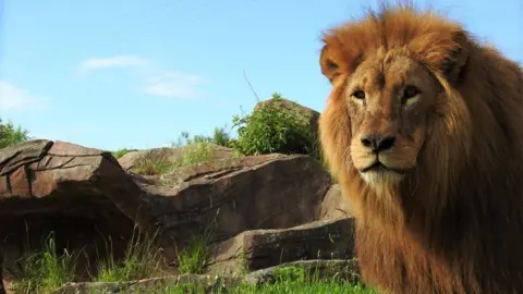  Combe Martin Wildlife & Dinosaur Park Close up of Lenny the African lion