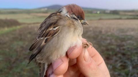 A tree sparrow sitting on a person's hand