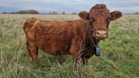 BCNWT/Craig Baxter Dexter cow wearing a chain round his neck with a padlock-type gadget hung from the chain. The cow in in grassland. 