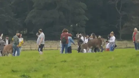 Mark Taylor Crowds around deer taking photos