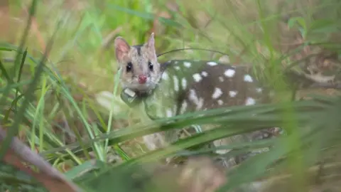 WWF Australia An eastern quoll is seen in the wild with a GPS tracking device