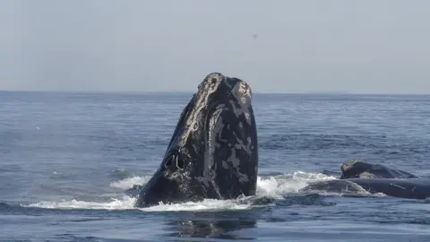 Moira Brown North Atlantic right whale