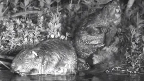 Russell Savory Beaver in water