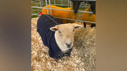 A sheep in a pen wearing a blue jumper. There are two other sheep in the background looking on.