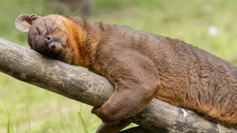 Chester Zoo A fossa, with brown fur, is lying asleep on a branch of a tree