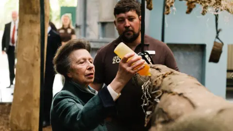 Robbie Dark Photography Princess Anne is holding a bottle of honey water, which she is putting on a branch in the enclosure, watched by a member of zoo staff.