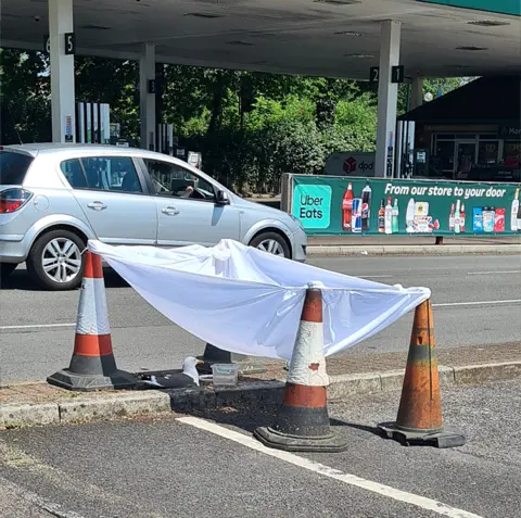 Heather Ward Seagull sits on a nest on a roadside surrounded by parking cones with a sheet tied over the top to protect it from direct sun
