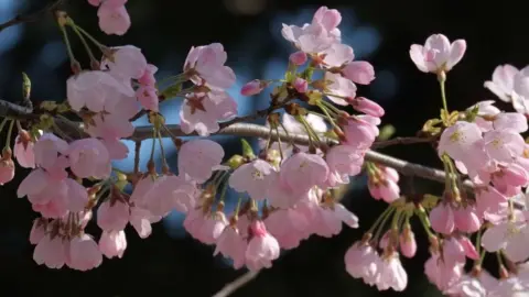 Getty Images Early blooming cherry blossoms are seen in Tokyo on March 17, 2018