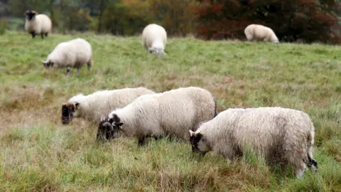 Getty Images sheep