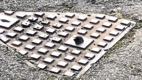 Empics Starling stuck in drain