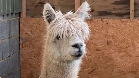 Katherine Ganczakowski/BBC Close-up of a white alpaca in a barn. It is looking towards the viewer 