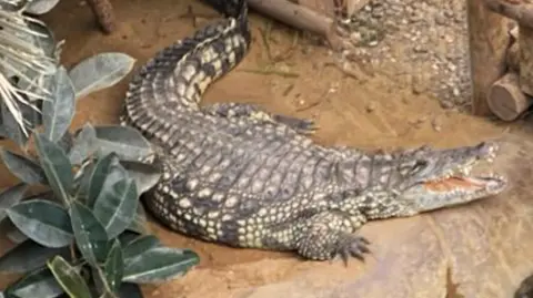 A crocodile with its mouth open in an enclosure near a wooden walkway going through the centre