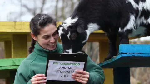 PA/Yui Mok Pygmy goats are counted during the annual stocktake