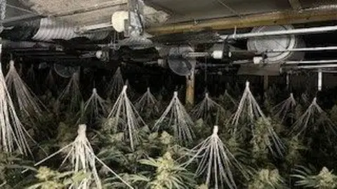 Cannabis plants growing inside a warehouse.
