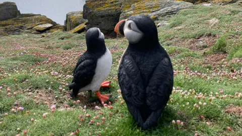 There are two realistic looking black and white plastic puffins with orange beaks and feet, sitting in a grassy area with small pink flowers. There is a rocky coastline beyond with yellow moss on the stone. The sea in the distance on the left is calm on a bright day.