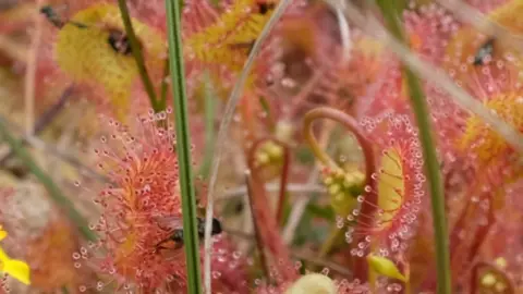 Yorkshire Dales National Park Authority Sundew