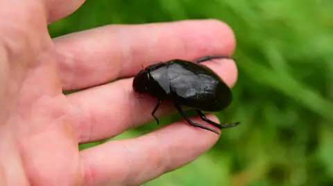 A great silver water beetle on a person's hand. It looks about an inch (2.5cm) long 