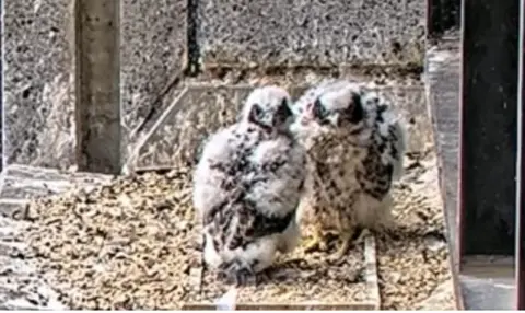 Two peregrine falcon chicks stand on a ledge and stare at the camera