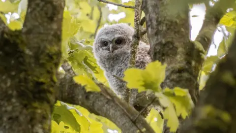 Jamie McCaffrey A fluffy tawny owlet sits on a oak tree branch which has bright green leaves. The owlet has light beige and brown speckled feathers. 