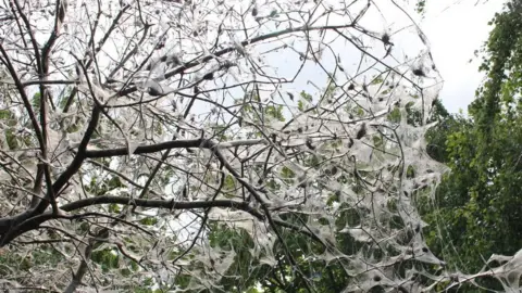 Derek Duff This shows a mass of spindle ermine moth caterpillars covering a tree in a dense white silk web that they spin collectively for protection. 