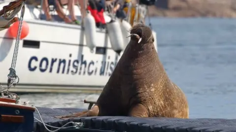 @barefootislanders Wally