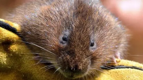 PA Water vole