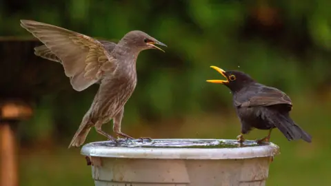 BBC WeatherWatchers/PaniJan Two birds confront each other from opposite sides of a makeshift water bowl in an outdoor setting in Wiltshire.