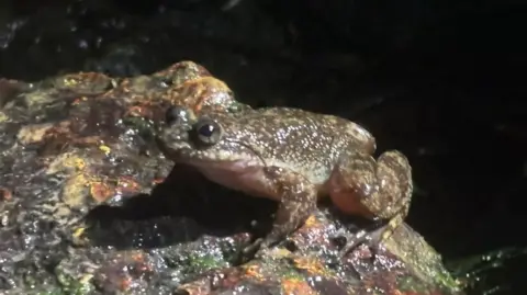 ZSL A dark, mottled grey and green frog perched on a wet, textured rock.