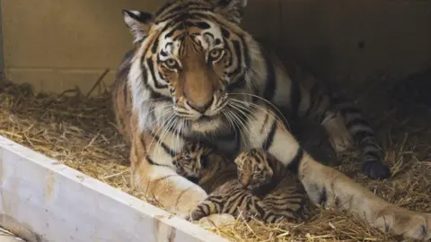 Longleat Safari Park A large Amur tiger laying in a bed of straw, with two small tiger cubs between her front paws.