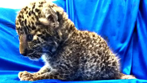 Getty Images A leopard cub seized from the luggage of a passenger travelling from Bangkok to Chennai airport, 2 February 2019