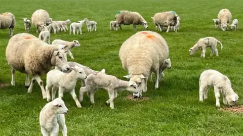 PA Media A number of sheep and lambs in a field.
