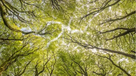 Shaun Davey A view upwards through the tree canopy in Exmoor National Park. It shows the branches reaching towards the light and the bright green leaves clustered close together.