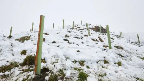 Nicholas Singleton/ National Trust Planted trees