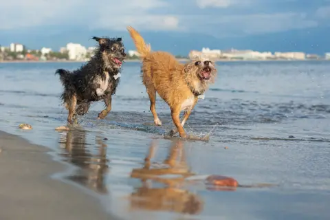 Agrita Berg Dogs on a beach