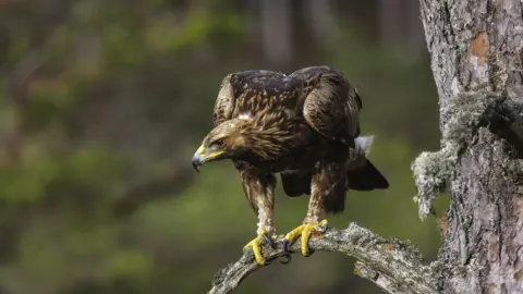 Getty Images Golden eagle