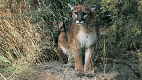 Hiker probably killed in Oregon's first fatal cougar attack