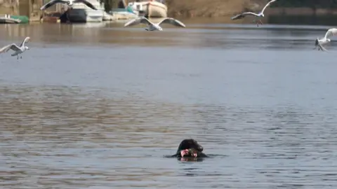 Tobias Handschuh Seal eating fish in River Thames