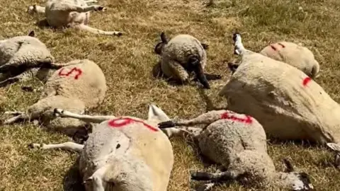 Dorset Police Dead sheep