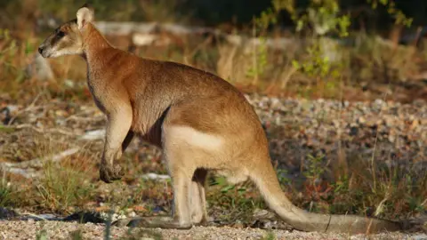 Glen Fergus Wallaby