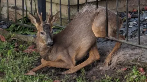 Alfreton Community Fire Station Deer