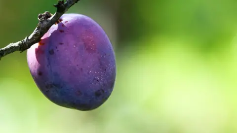Getty Images Stock image of a purple plum hanging off a twig.