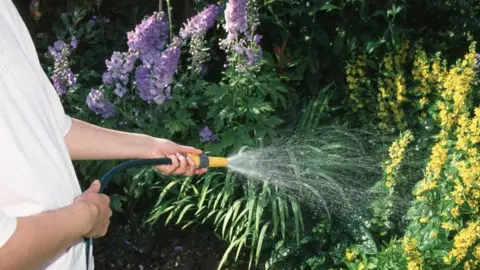 A man in a white shirt waters plants with a hose. The plants have purple and yellow flowers and appear lush.