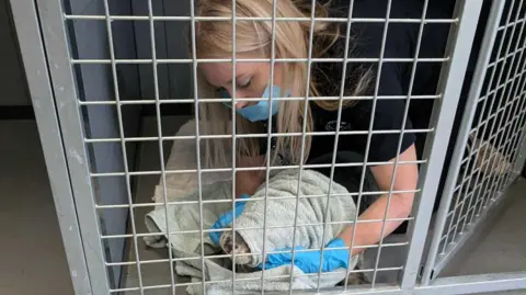 Sarah Neill Sarah Neill sits crouched in a large wildlife cage wearing a blue face mask and a towel. She has blonde hair and is wearing a black t-shirt. She is crouched over a seal and has put a towel over the seal's head in the pen. 